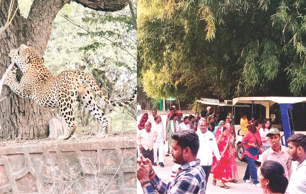 नाहरगढ़ जैविक उद्यान में पर्यटकों की भीड़, सफारी का आनंद लिया