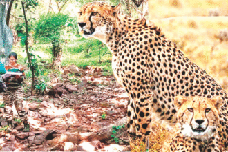 शेरगढ़ सेंचुरी में जैव विविधता का वैज्ञानिक अध्ययन शुरू