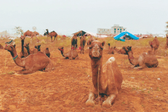 पुष्कर मेले में मौसम के कारण पशुपालकों को कठिनाइयों का सामना