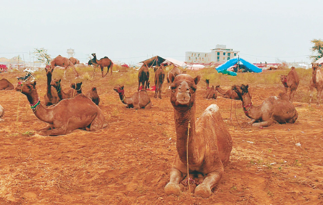 पुष्कर मेले में मौसम के कारण पशुपालकों को कठिनाइयों का सामना
