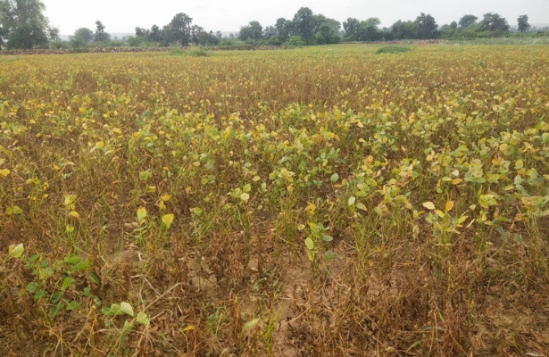 किसानों को मुआवजा नहीं मिलने से बढ़ी चिंता