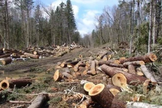 भीलवाड़ा: चांदगढ़ में बजरी खनन के दौरान 70 पेड़ काटे गए