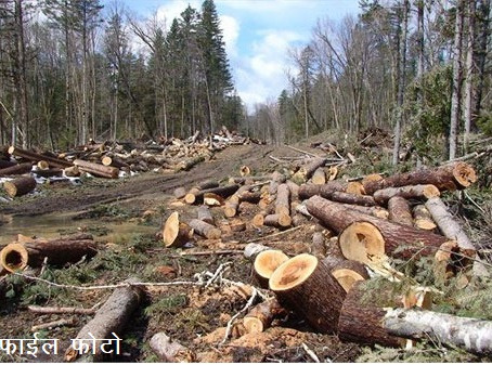 भीलवाड़ा: चांदगढ़ में बजरी खनन के दौरान 70 पेड़ काटे गए