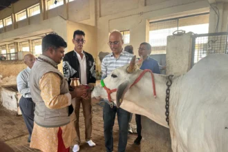 भीलवाड़ा में प्रवासी गो भक्तों ने गौशाला में गायों को लापसी खिलाई