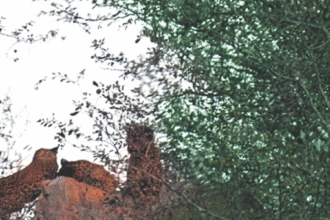 झालाना लेपर्ड रिजर्व में फ्लोरा के तीन शावकों की दुर्लभ sighting