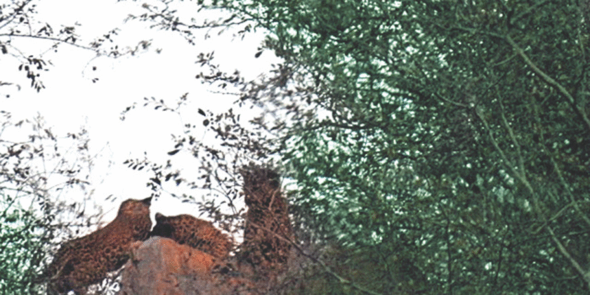 झालाना लेपर्ड रिजर्व में फ्लोरा के तीन शावकों की दुर्लभ sighting