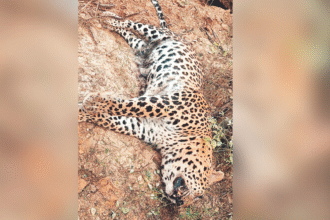 चम्बल नदी के किनारे पैंथर का शव मिला, मौत का कारण अस्पष्ट