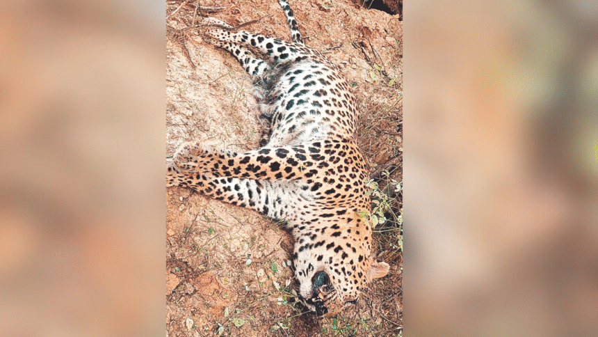चम्बल नदी के किनारे पैंथर का शव मिला, मौत का कारण अस्पष्ट
