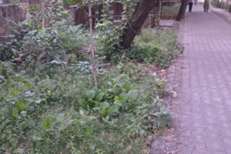 कोटा दक्षिण वार्ड 62 में कचरे और रोशनी की समस्या