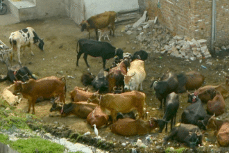 पशु पालकों के लिए आवास योजना में समस्याएं और पुनर्वास की प्रक्रिया