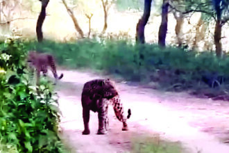 आमागढ़ सफारी में तीन लेपर्ड का अद्भुत नजारा