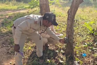 मध्य प्रदेश में बाघों की गणना के लिए कैमरे लगाए जा रहे हैं