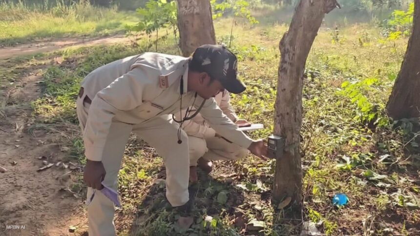 मध्य प्रदेश में बाघों की गणना के लिए कैमरे लगाए जा रहे हैं