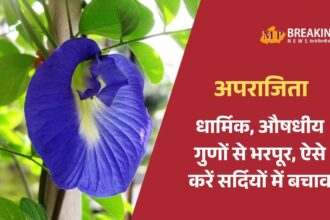 सर्दियों में अपराजिता की देखभाल कैसे करें और क्या न करें