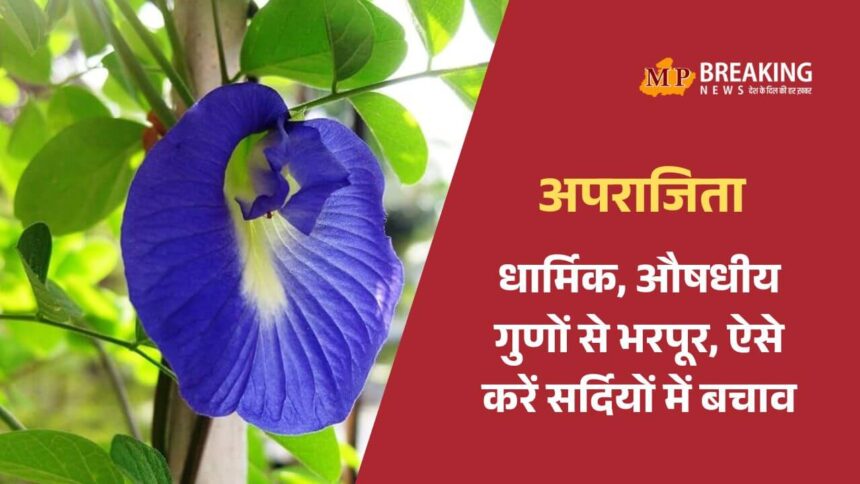 सर्दियों में अपराजिता की देखभाल कैसे करें और क्या न करें