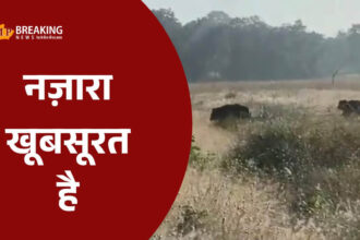 भालू के परिवार ने बांधवगढ़ में पर्यटकों को किया रोमांचित