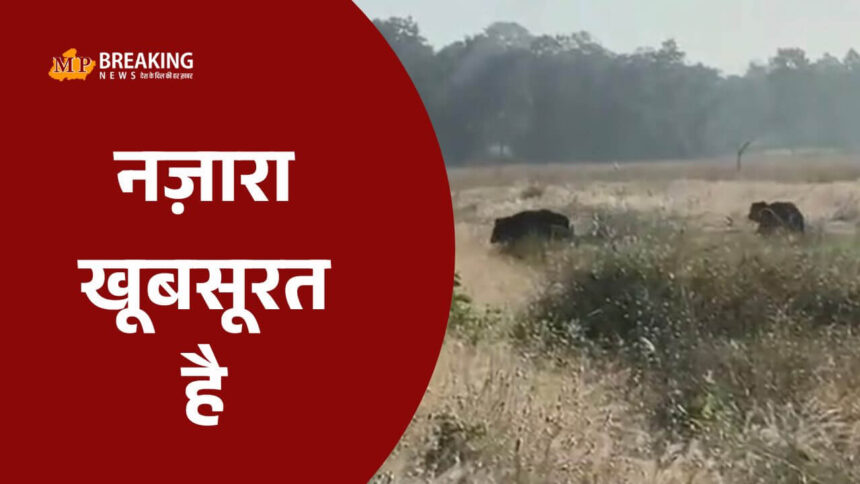 भालू के परिवार ने बांधवगढ़ में पर्यटकों को किया रोमांचित