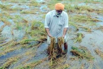 बेमौसम बारिश से फसलों को नुकसान, मुख्यमंत्री ने दिए निर्देश