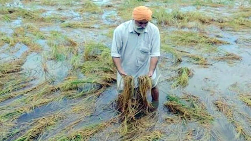 बेमौसम बारिश से फसलों को हुए नुकसान पर मुख्यमंत्री ने दिए निर्देश