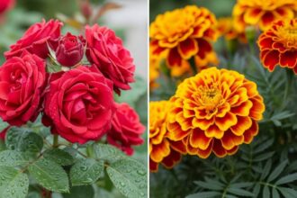 गुलाब और गेंदा के फूलों के लिए मिट्टी में मिलाएं ये चीजें