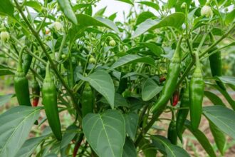 मिर्च उगाने के लिए सही मिट्टी का चयन कैसे करें