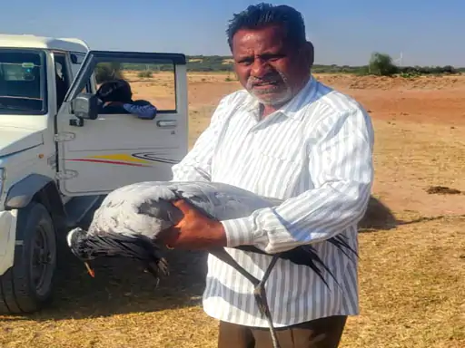 जैसलमेर में घायल कुरजां पक्षी का इलाज शुरू, पर्यावरण प्रेमियों ने उठाई भूमिगत तारों की मांग