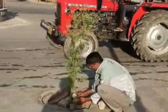 पाली में सड़कों की खराब स्थिति से परेशान लोग, युवक ने गड्ढों में लगाए पौधे