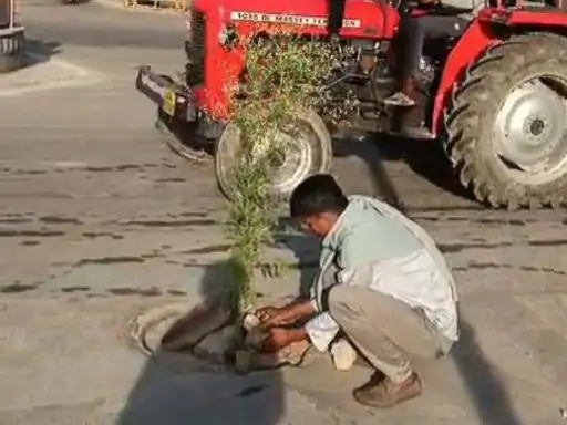 पाली में सड़कों की खराब स्थिति से परेशान लोग, युवक ने गड्ढों में लगाए पौधे