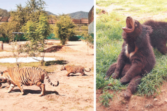 नाहरगढ़ बायोलॉजिकल पार्क में सर्दियों के लिए वन्यजीवों का नया आहार