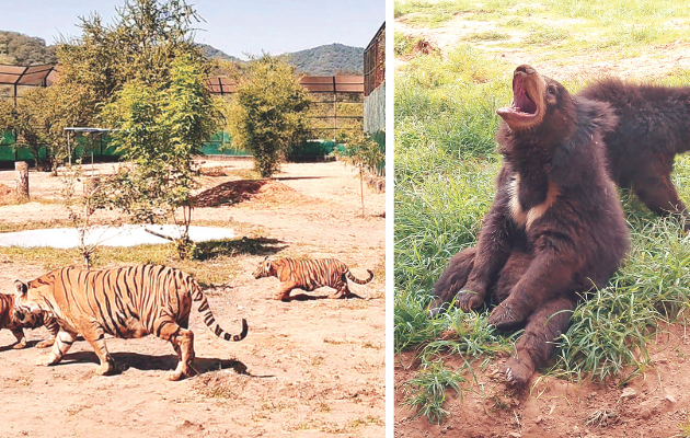 नाहरगढ़ बायोलॉजिकल पार्क में सर्दियों के लिए वन्यजीवों का नया आहार