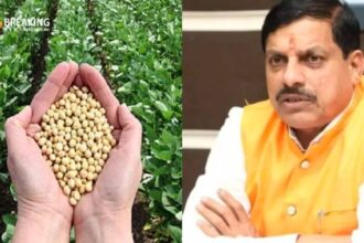 मध्य प्रदेश के किसानों के लिए सोयाबीन की कीमतों में वृद्धि